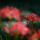 曼殊沙華