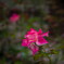 秋、咲き始め‥薔薇