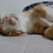 お昼寝にゃー