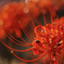 Red spider lily