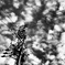 Monochrome ver.