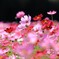 秋桜