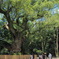 熱田神宮の大楠
