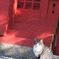 熱田神宮のねこ１