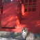熱田神宮のねこ2