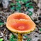 Amanita Fungi