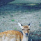 奈良公園の鹿