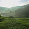 夏の緑の風景