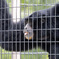 東山動物園フクロテナガザル