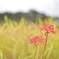 303682A8-AE8D-4C44-85E4-190F8C880626