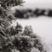 積雪