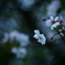 悲しき色の桜花
