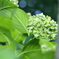 ９月の紫陽花(2020）