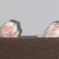 私の箪笥…