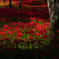 紅群