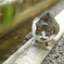 cat_570　近過ぎたにゃ(汗)