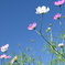コスモスの花火