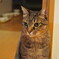 nekochan