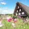 秋桜の咲く時期ですね