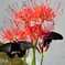蜜花の取り合い