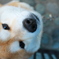 近所の柴犬　2020