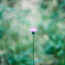 孤高の花