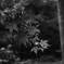 「9/27 久良岐公園で」 (film)