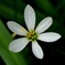 白い小さな花