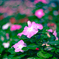 日日草-1