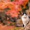 秋と紅葉と猫