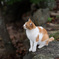 ねこ