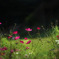 Dance with Cosmos