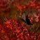 深紅の中の蝶