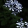 風に揺れやすい花