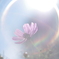 秋桜