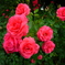 おとぎの国の薔薇