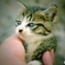 こねこ