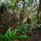 Power of a jungle