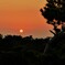松の岬と夕陽
