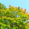 少し紅葉