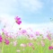 秋桜