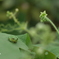 写真句：草花たちの世界３：箱座り