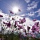 秋空と秋桜