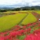 赤い縁取り