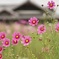 無心の笑み