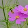 花とミツバチ2
