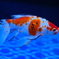 墨田の金魚①