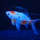 墨田の金魚②