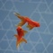 墨田の金魚③