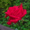 薔薇